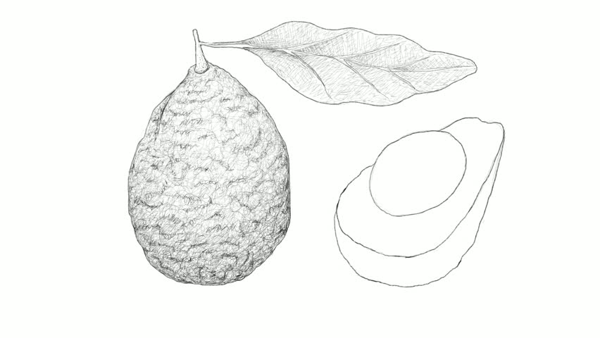 852x480 Avocado Sketch Royalty Free Stock Video In 4k And Hd Shutterstock - Avocado Sketch