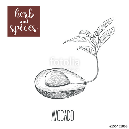 500x500 Avocado Hand Drawing. Herbs And Spices. Vector Illustration Of - Avocado Sketch