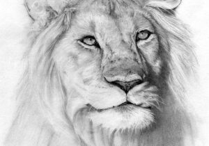 300x210 Sketches Of Animals Images Awesome Sketches Of Animals Cool - Awesome Sketches