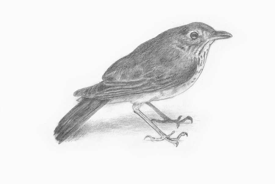 900x605 Pencil Sketch Bird By A X Designs Birds Drawings In - Ax Sketch