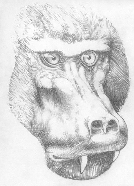 462x640 Baboon Sketch Art Matt French Art Sketches - Baboon Sketch