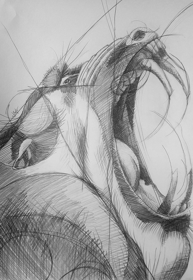 742x1076 Baboon Sketch By Jlndrmll - Baboon Sketch