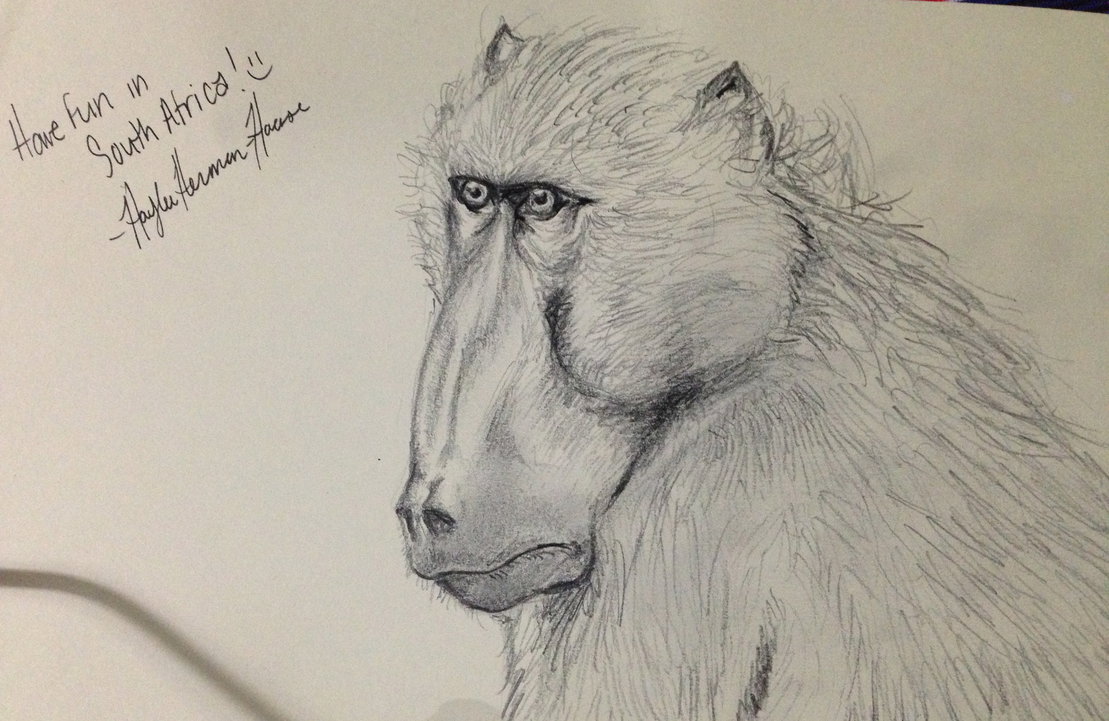 1109x721 Baboon Sketch By Hayleeeex - Baboon Sketch