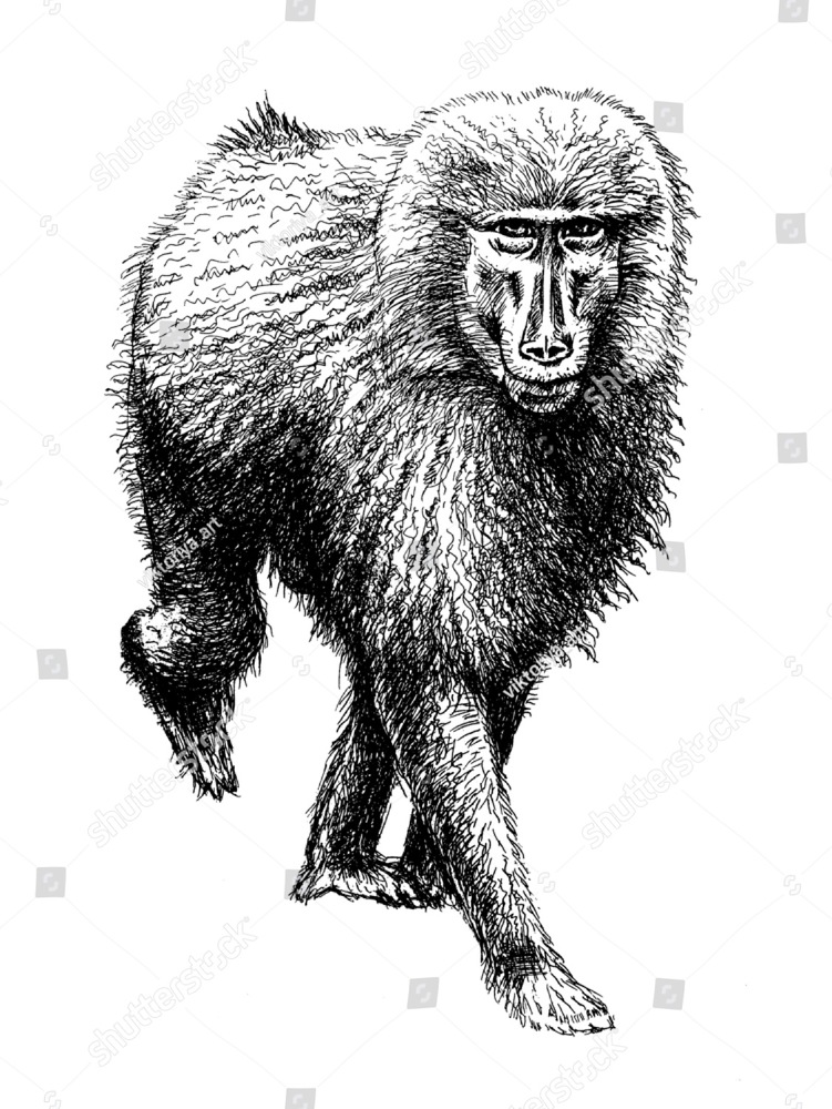 751x1000 Monkey Baboon Drawing Ez Canvas - Baboon Sketch