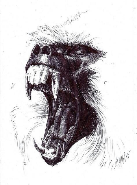 474x640 Baboon Tatus Art, Drawings And Illustration - Baboon Sketch