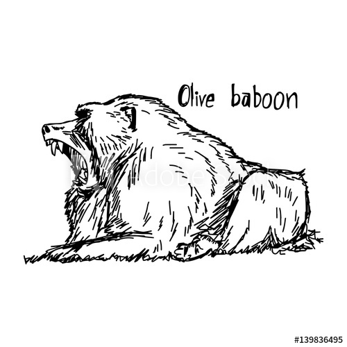 500x500 Olive Baboon Open Mouth - Baboon Sketch