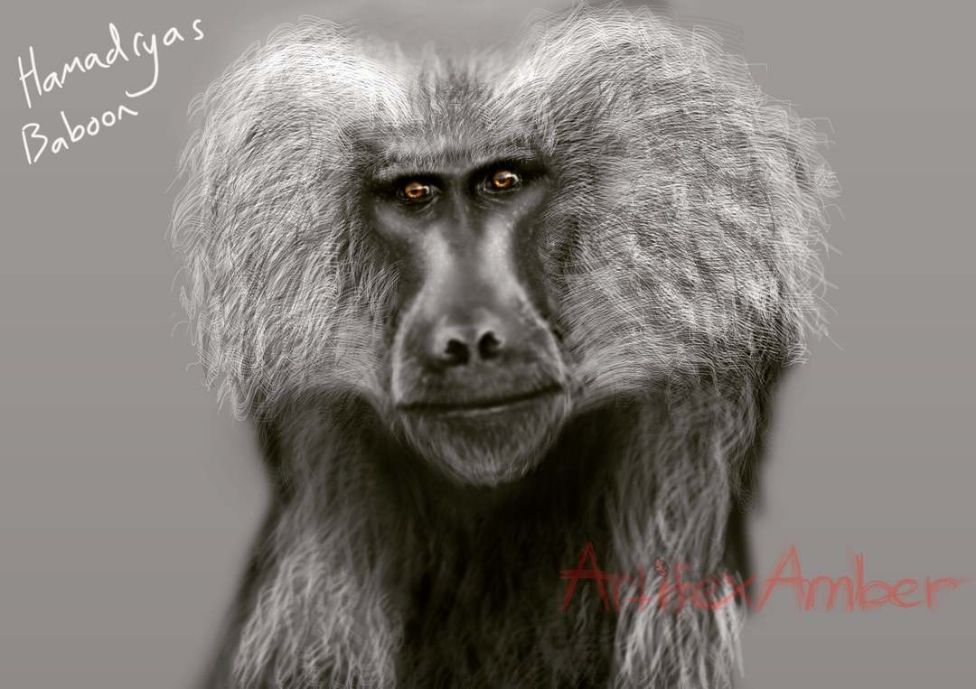 1080x763 Baboondrawing - Baboon Sketch