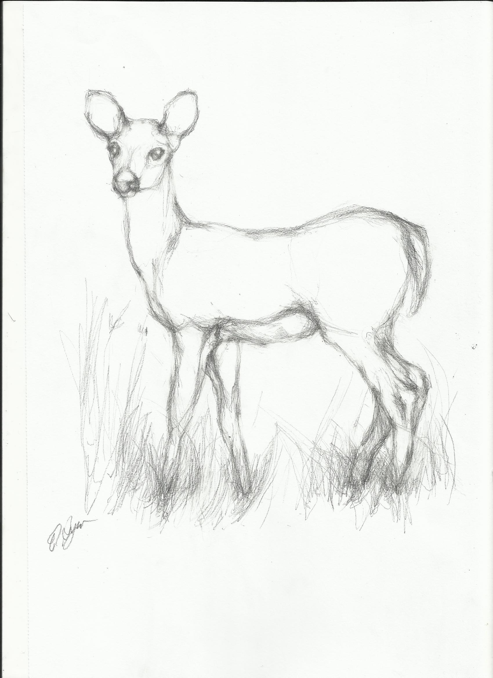 1700x2338 Drawn Baby Animal Sketch - Baby Animal Sketches