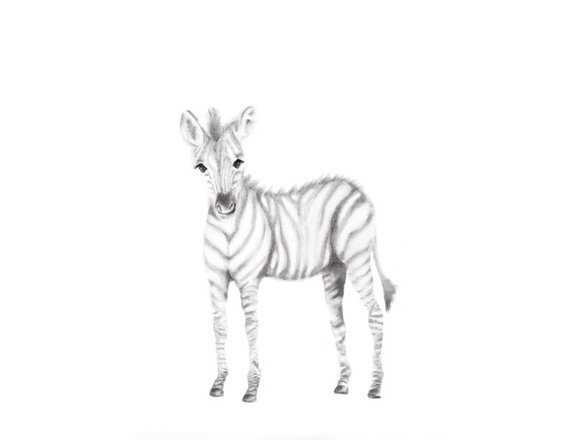 570x440 Realistic Baby Animal Sketches - Baby Animal Sketches