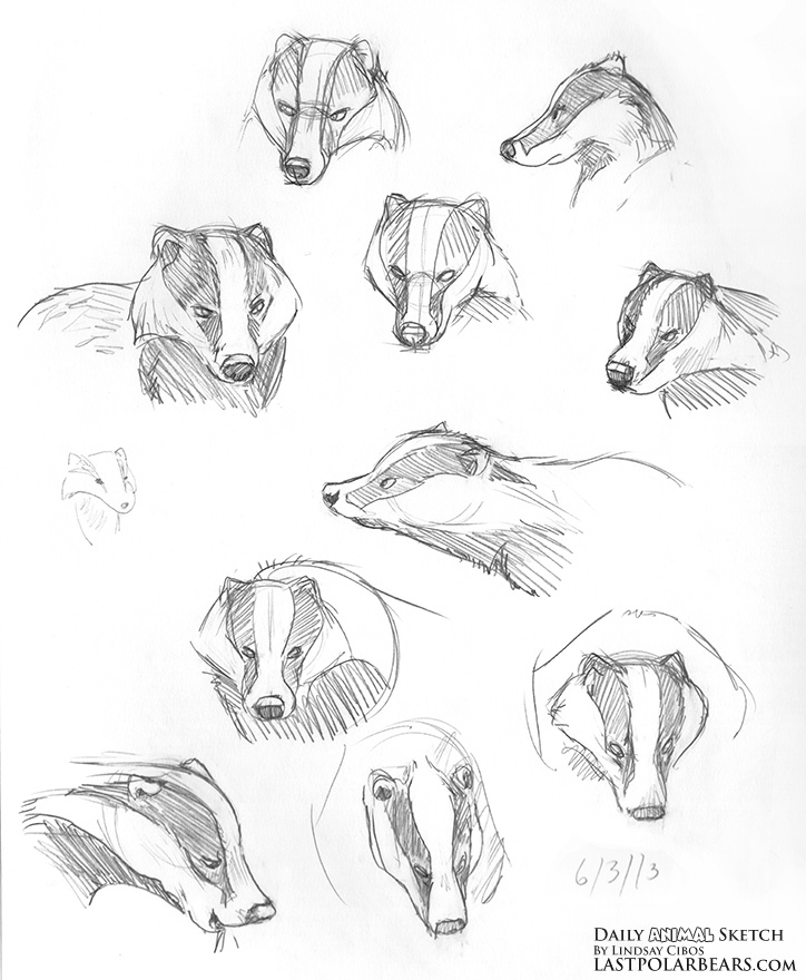 724x880 Baby Animal Sketches - Baby Animal Sketches
