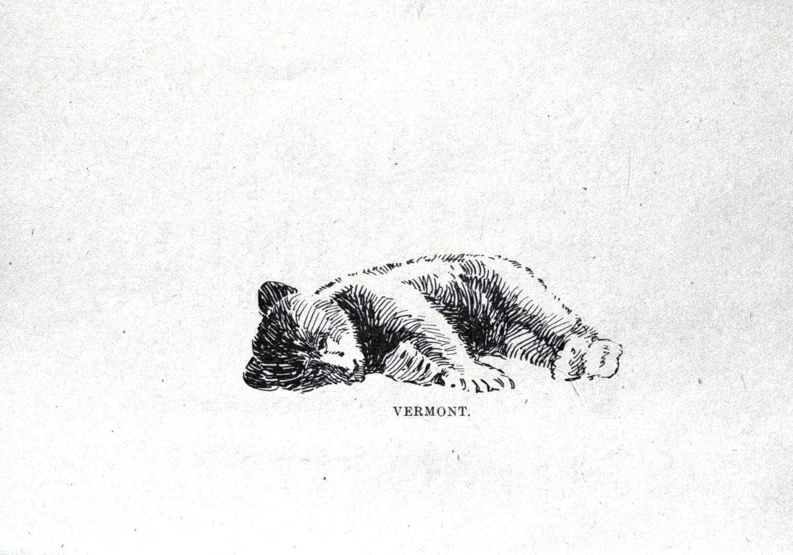 1625x1137 Animal - Baby Bear Sketch