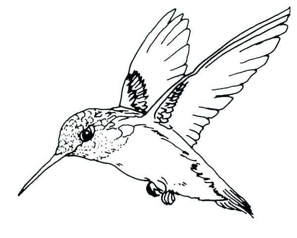 600x480 Baby Bird Coloring Pictures For Angry Birds Transformers Printable - Baby Bird Sketch