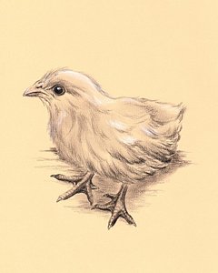 240x300 Baby Bird Drawings Fine Art America - Baby Bird Sketch