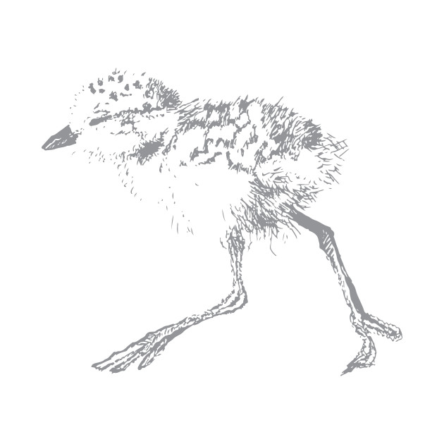630x630 Baby Plover - Baby Bird Sketch