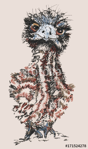 295x500 Emu Chick. Australian Baby Bird Squatting Looking To Front. Single - Baby Bird Sketch