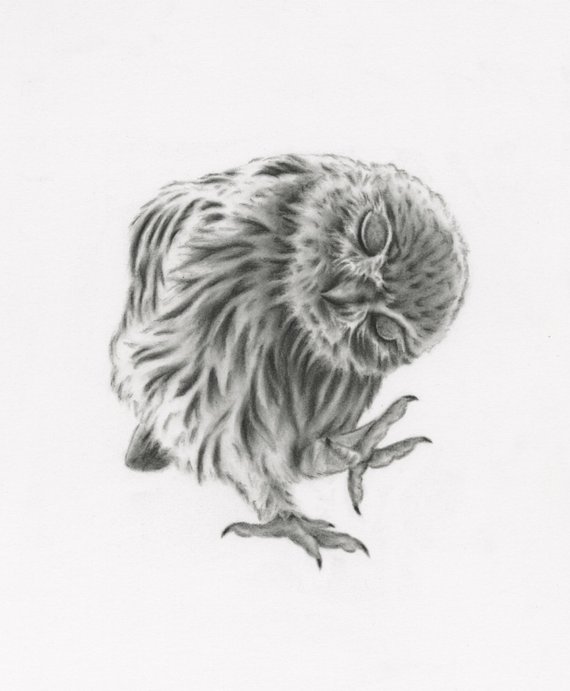 570x691 Owl Art 8x10 Giclee Print Of My Charcoal Drawing Etsy - Baby Bird Sketch