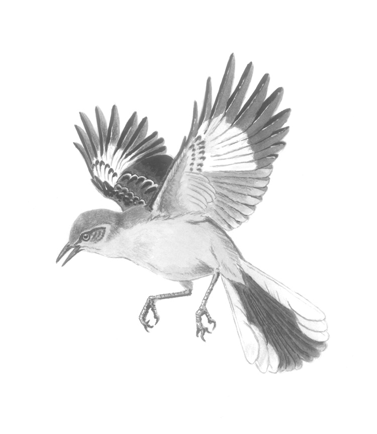 750x863 South Plains Wildlife Rehabilitation Center Inc. Spwrc Inc. - Baby Bird Sketch