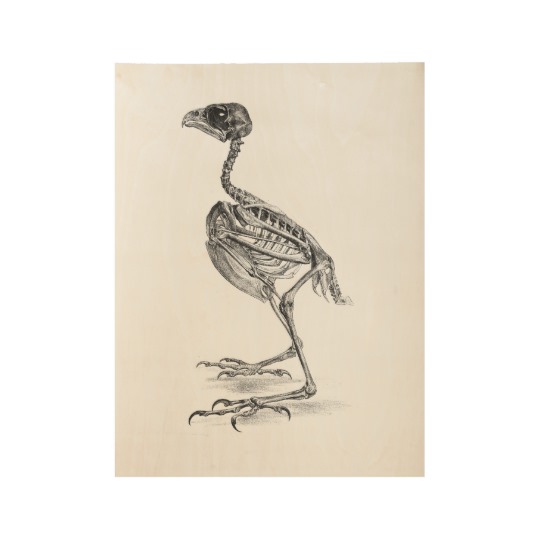 540x540 Vintage Baby Bird Skeleton Etching Print - Baby Bird Sketch