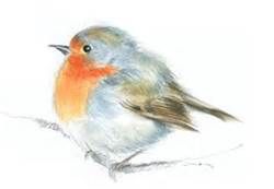 250x173 Baby Bird Drawings - Baby Bird Sketch