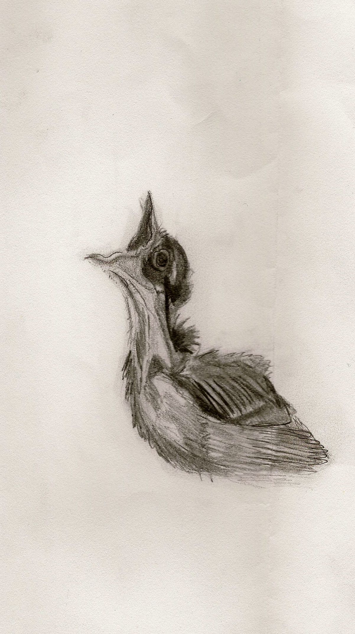 1202x2144 Baby Bird Sketch [School Project] Sketchy Birds - Baby Bird Sketch