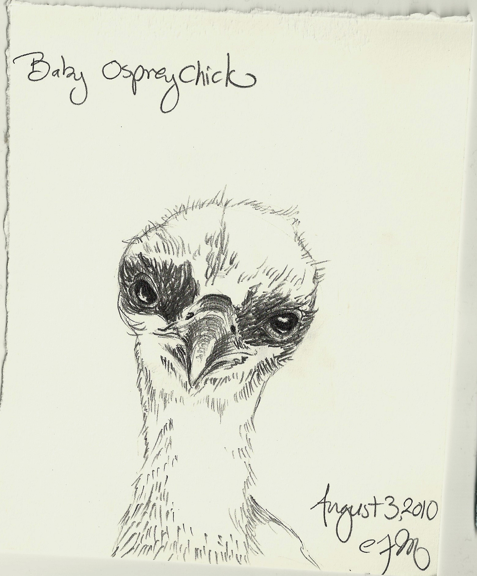 1562x1887 Baby Bird Claire Meyler - Baby Bird Sketch