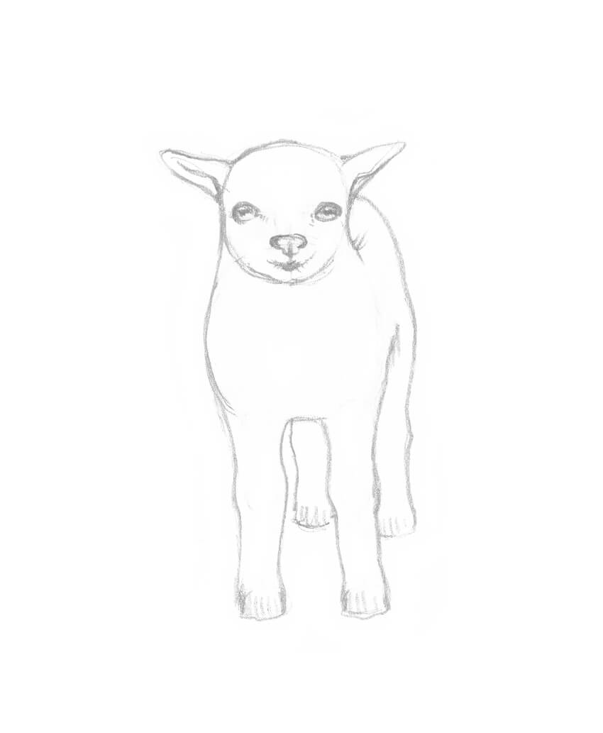 850x1033 How To Draw A Goat Step By Step - Baby Body Sketch