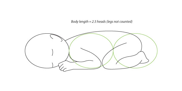 600x300 Human Anatomy Fundamentals Advanced Body Proportions - Baby Body Sketch