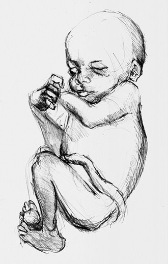 330x519 Art Ah La Luna Body Worlds - Baby Body Sketch