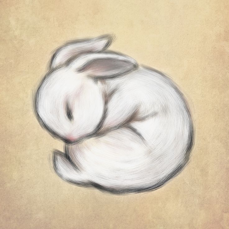 736x736 Erivena A (Erivenaa) - Baby Bunny Sketch