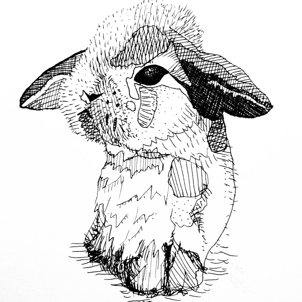 1000x1000 Pen Sketch Baby Bunny Octothorpe Industries - Baby Bunny Sketch