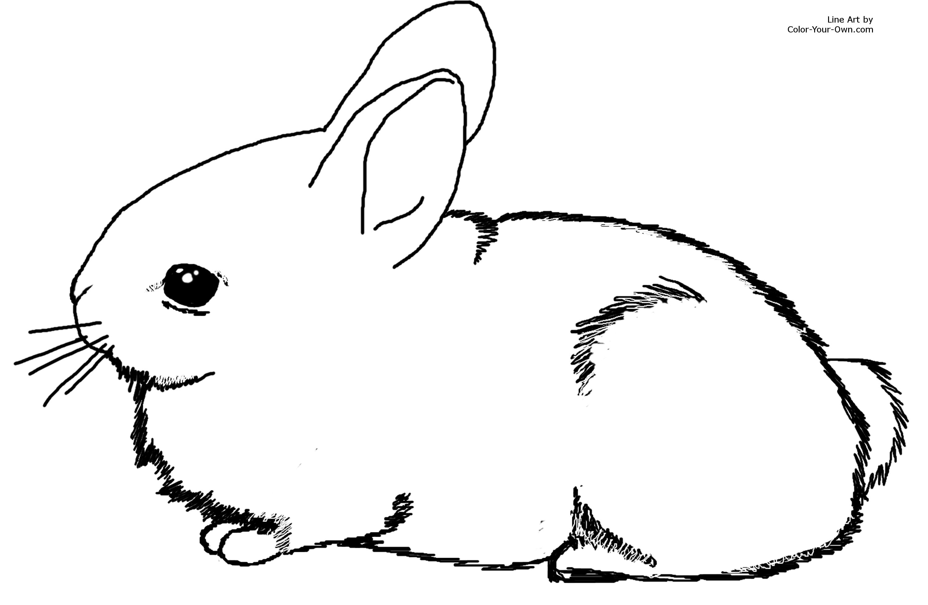 3000x1958 Rabbit Sketch Kids - Baby Bunny Sketch