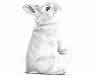 340x270 Wildlife Drawing Etsy - Baby Bunny Sketch