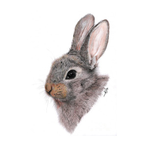 300x300 Baby Rabbit Drawing By Deborah Nicholas - Baby Bunny Sketch