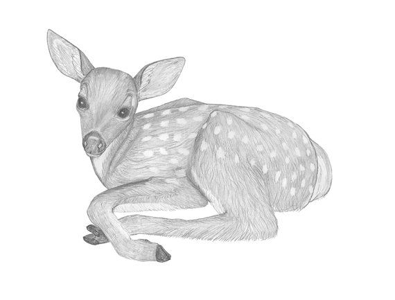570x433 Baby Deer Print Of Original Pencil Drawing By Scubamousestudiosjr - Baby Deer Sketch