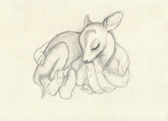 566x408 Baby Deer - Baby Deer Sketch