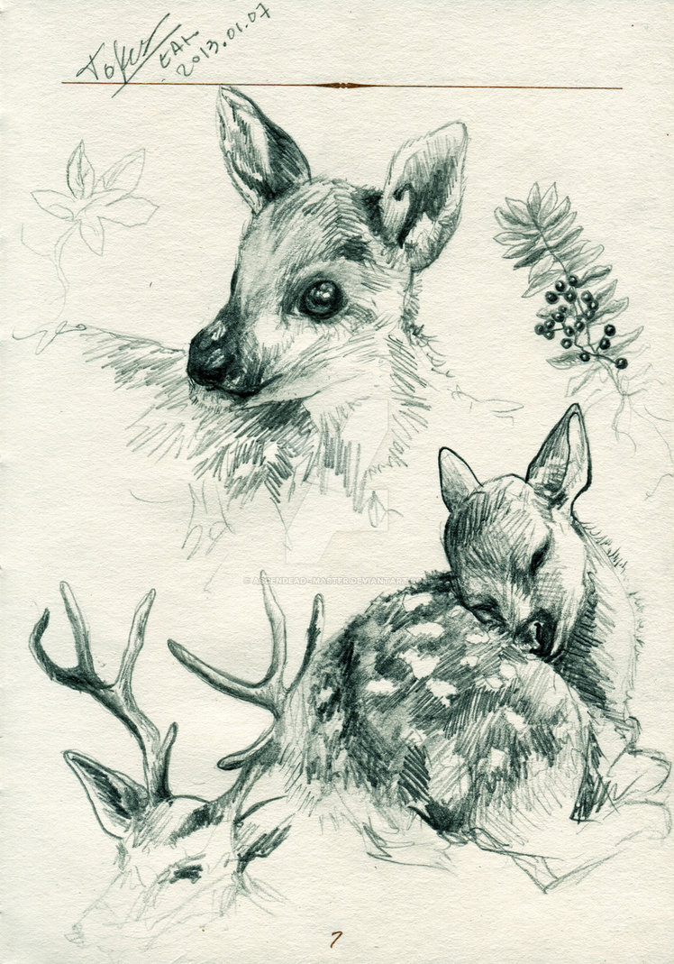 748x1069 Baby Deer ~ Sketch By Ascendead Master - Baby Deer Sketch