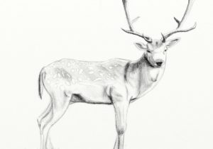 300x210 Dear Pencil Drawing Images Baby Deer Drawing Tumblr Baby Deer - Baby Deer Sketch