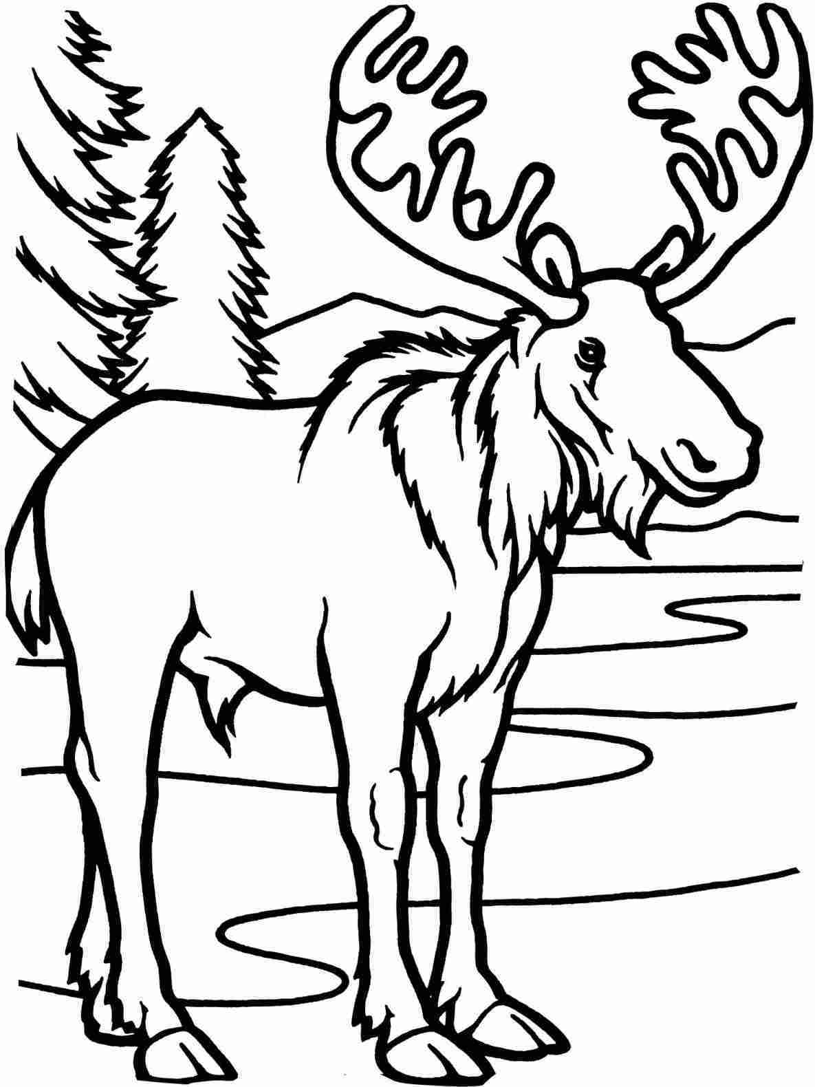 1185x1580 Elk Drawing Easy Of Simple High Quality Free Cliparts - Baby Deer Sketch