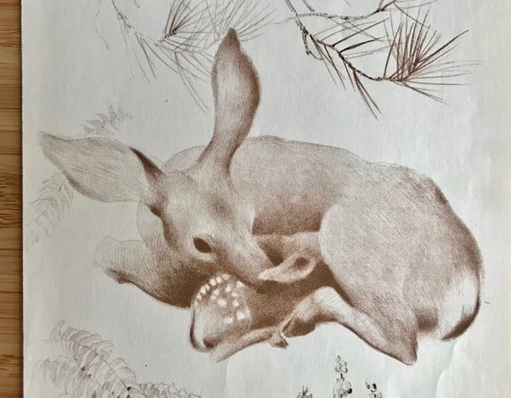570x444 Vintage Wall Art Mother And Baby Deer Fawn Sketch Wall Art Etsy - Baby Deer Sketch