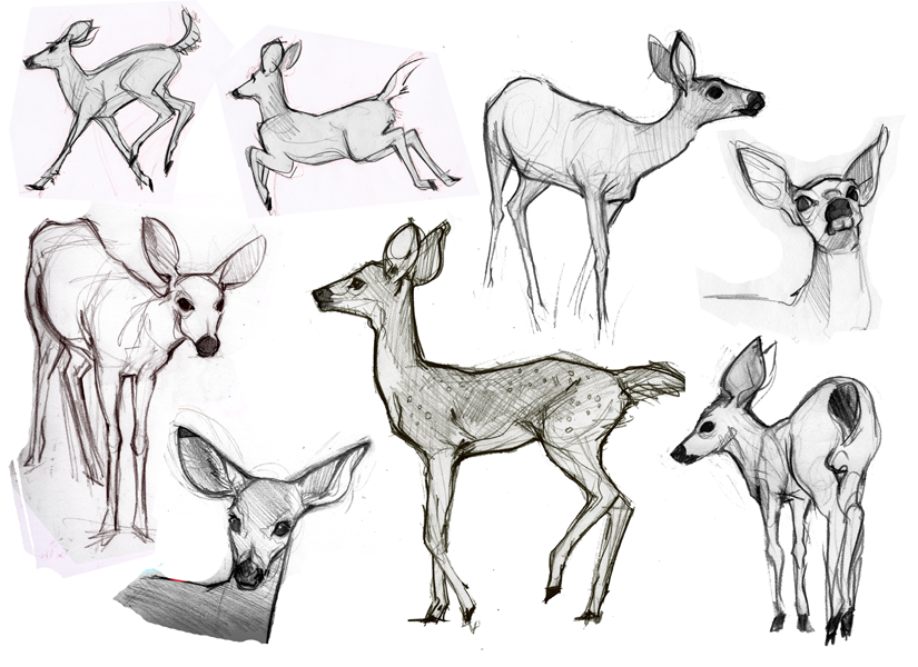 Sketches Of Deer - Baby Deer Sketch. 