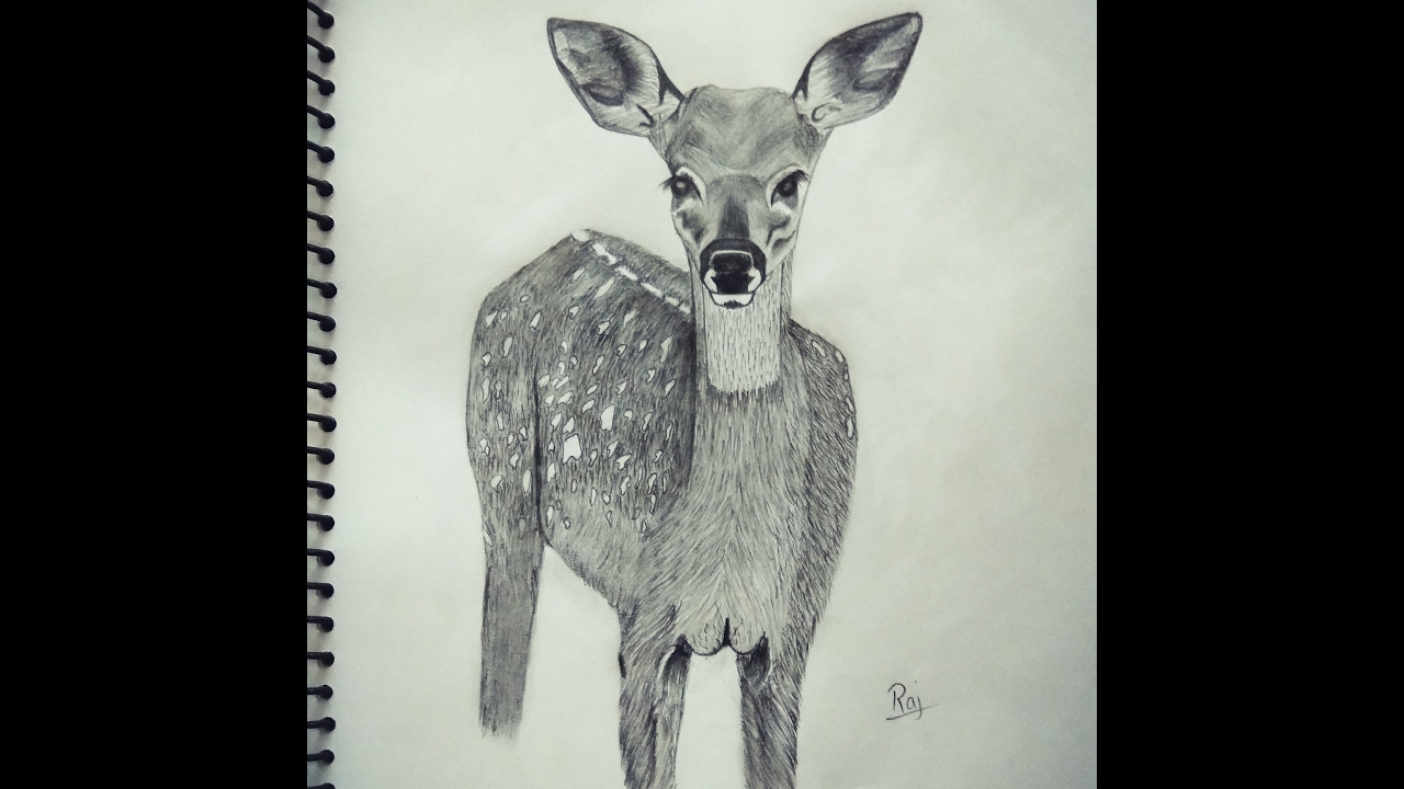 1280x720 How To Draw A Realistic Baby Deer Fawn - Baby Doe Sketch