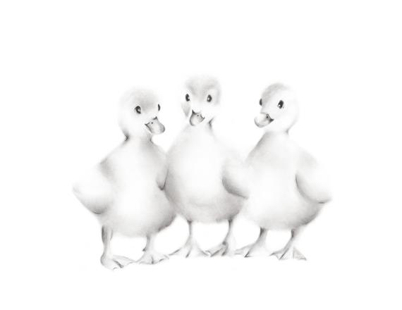 570x440 Baby Duckling Nursery Print Duck Pencil Drawing Sketch Etsy - Baby Duck Sketch