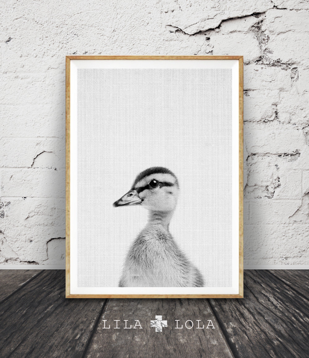 1000x1161 Duckling Print, Baby Duck Photo, Nursery Farm Animal Wall Art - Baby Duck Sketch