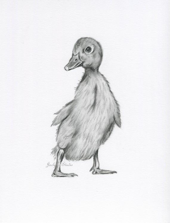 Baby Duck Sketch at PaintingValley.com | Explore collection of Baby ...