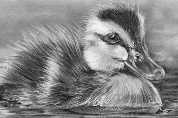 570x377 Pencil Drawing Baby Duck Duck Art Duckling Picture Duck Etsy - Baby Duck Sketch