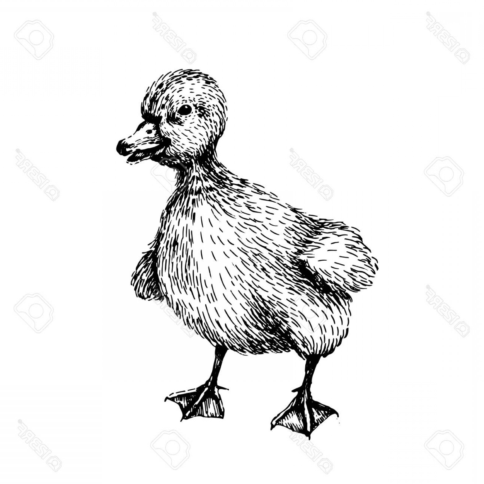 1560x1560 Photostock Vector Baby Farm Animal Domestic Little Cute Baby Duck - Baby Duck Sketch