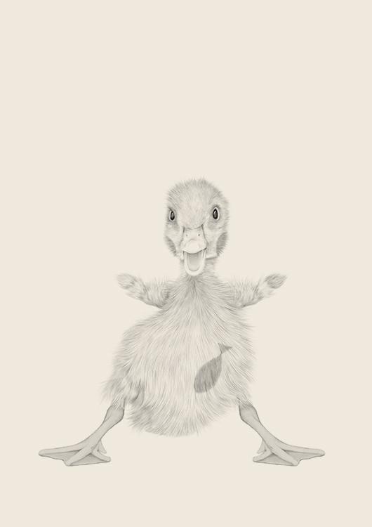 530x750 Poster Baby Duck Poposter - Baby Duck Sketch