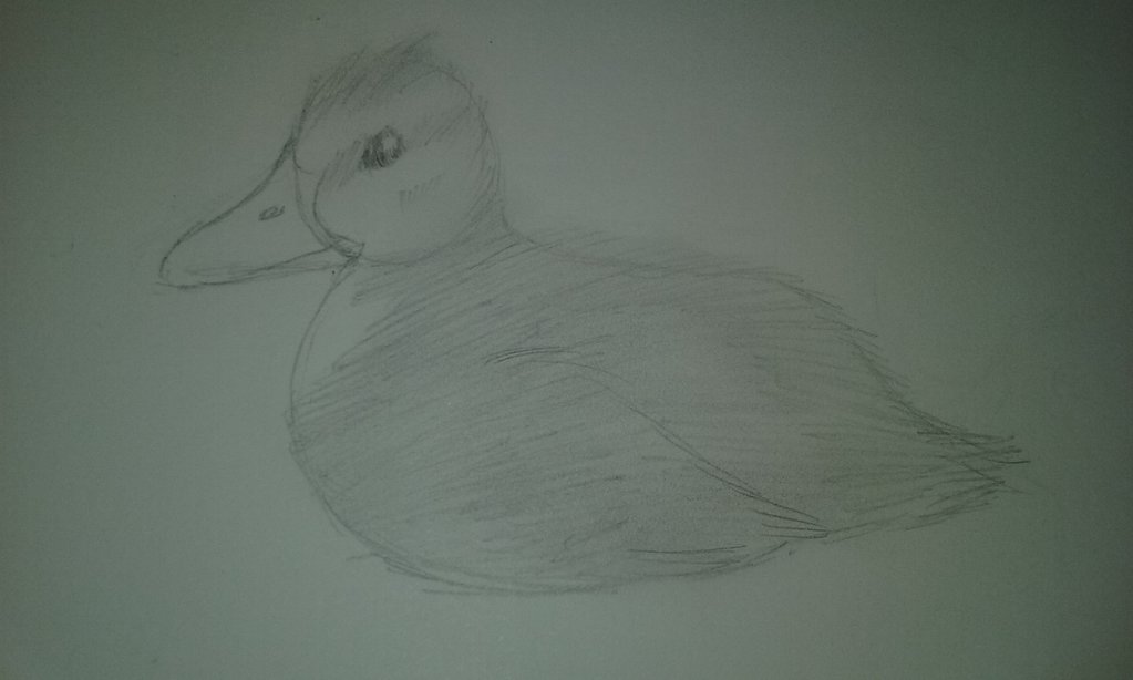1023x614 Quick Baby Duck Sketch By Kankriscrabsnacks - Baby Duck Sketch