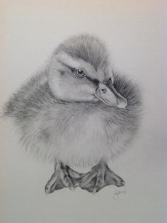 236x315 Black And Gray Baby Duck Sketch - Baby Duck Sketch