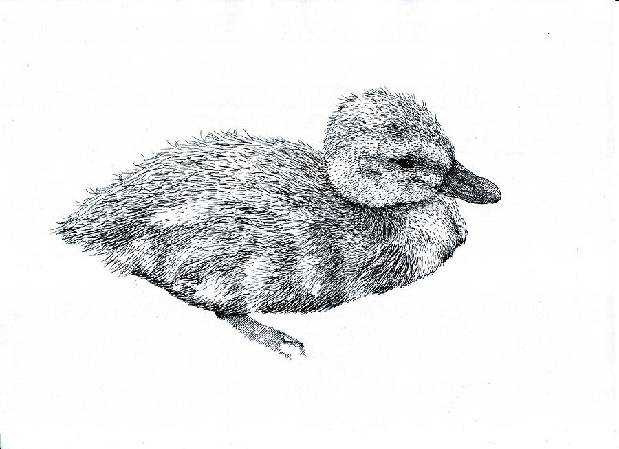 900x654 Baby Duck Drawing By Karl Addison - Baby Duck Sketch